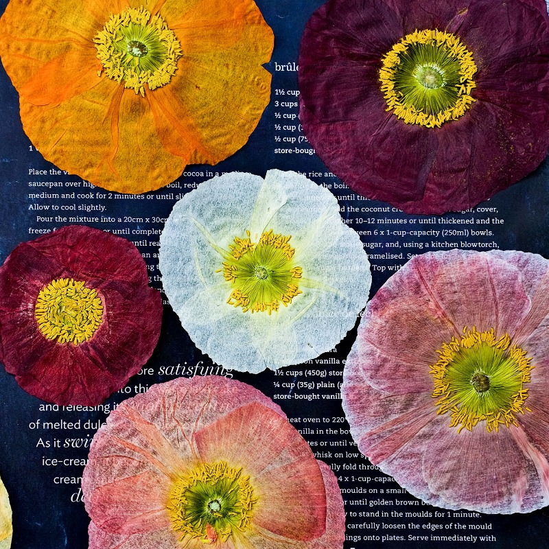 Pressed Flower Frame - 1 peça, Papoula Natural Prensada, Flores