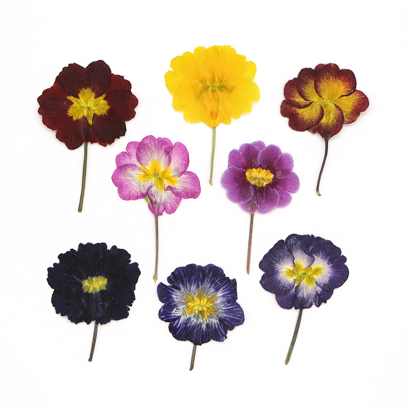 Pressed Flower Frame - 48 Peças de Flores Secas de