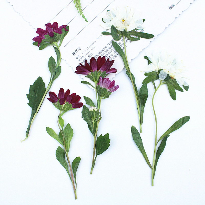 Pressed Flower Frame - 24 peças, Mini Crisântemos Secos Prensados