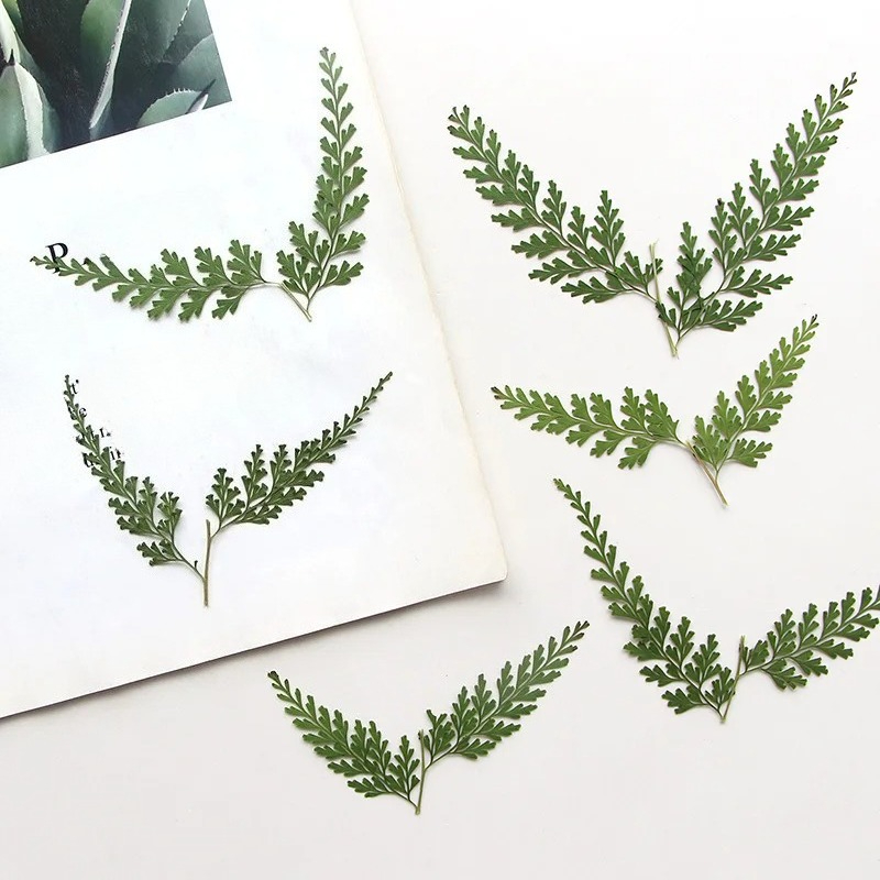 Pressed Flower Frame - Ramos de samambaia prensados na natureza,