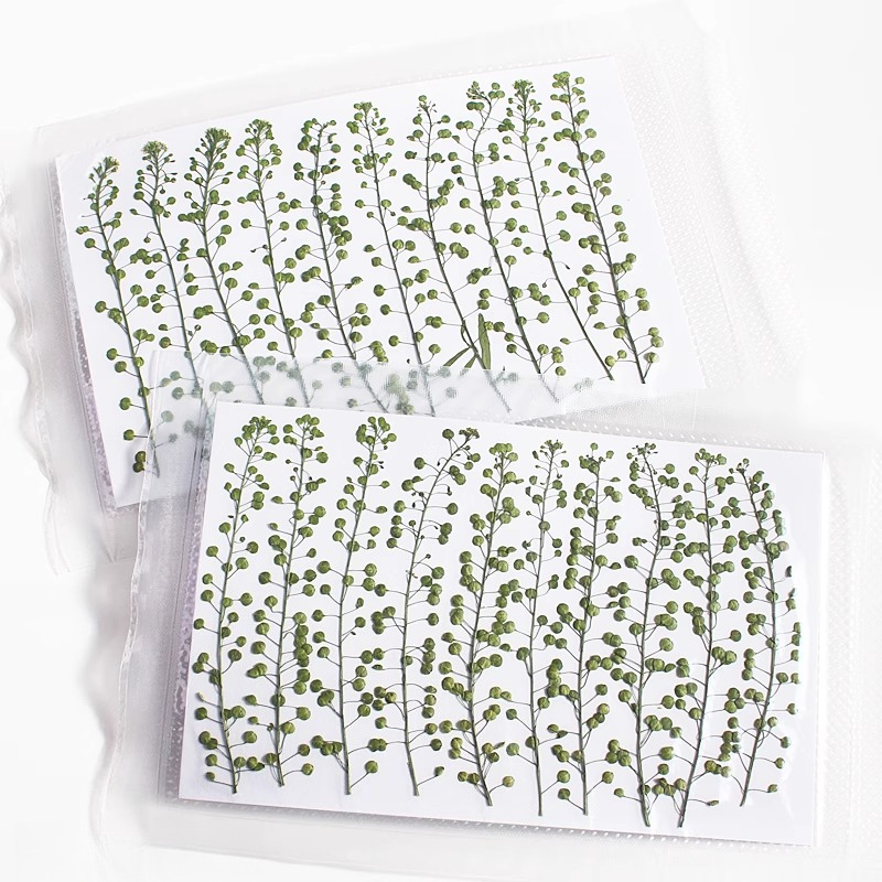 Cor natural verde sino grama p - Pressed Flower Frame avaliação e preço