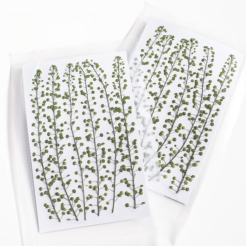 Cor natural verde sino grama p - Pressed Flower Frame avaliação e preço
