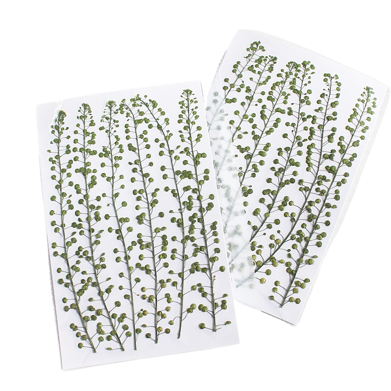 Cor natural verde sino grama p - Pressed Flower Frame avaliação e preço