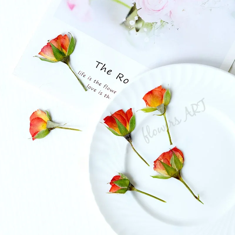 Pétalas de Rosa Prensadas, Flo - Pressed Flower Frame avaliação e preço