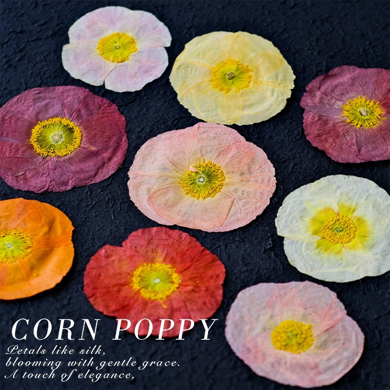 1 peça, Papoula Natural Prensa - Pressed Flower Frame avaliação e preço