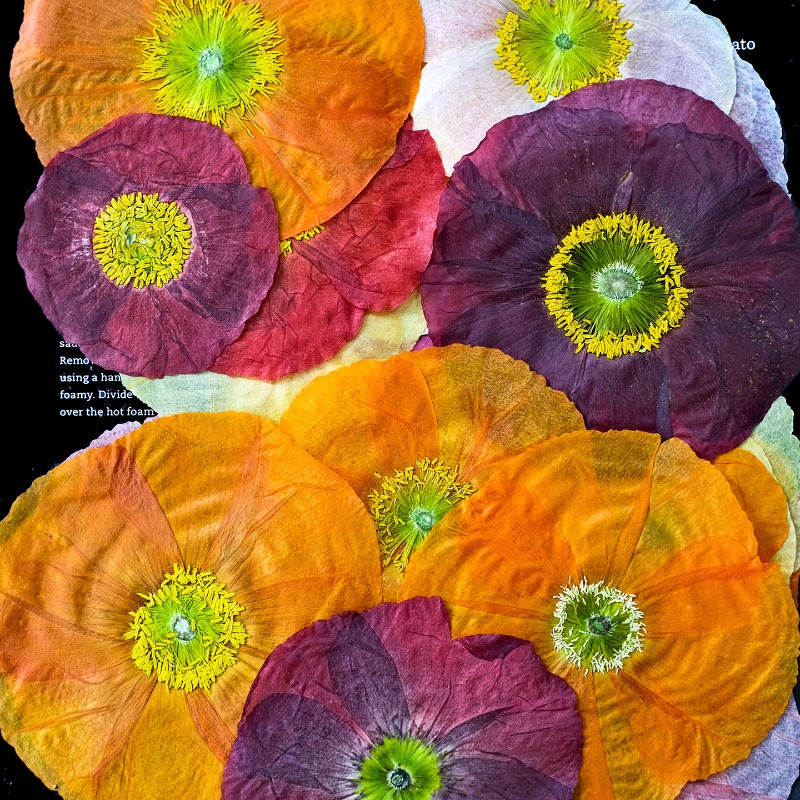 1 peça, Papoula Natural Prensa - Pressed Flower Frame avaliação e preço