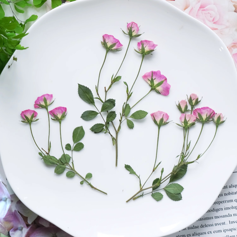 12 peças, Mini Rosas Cor-de-Ro - Pressed Flower Frame avaliação e preço