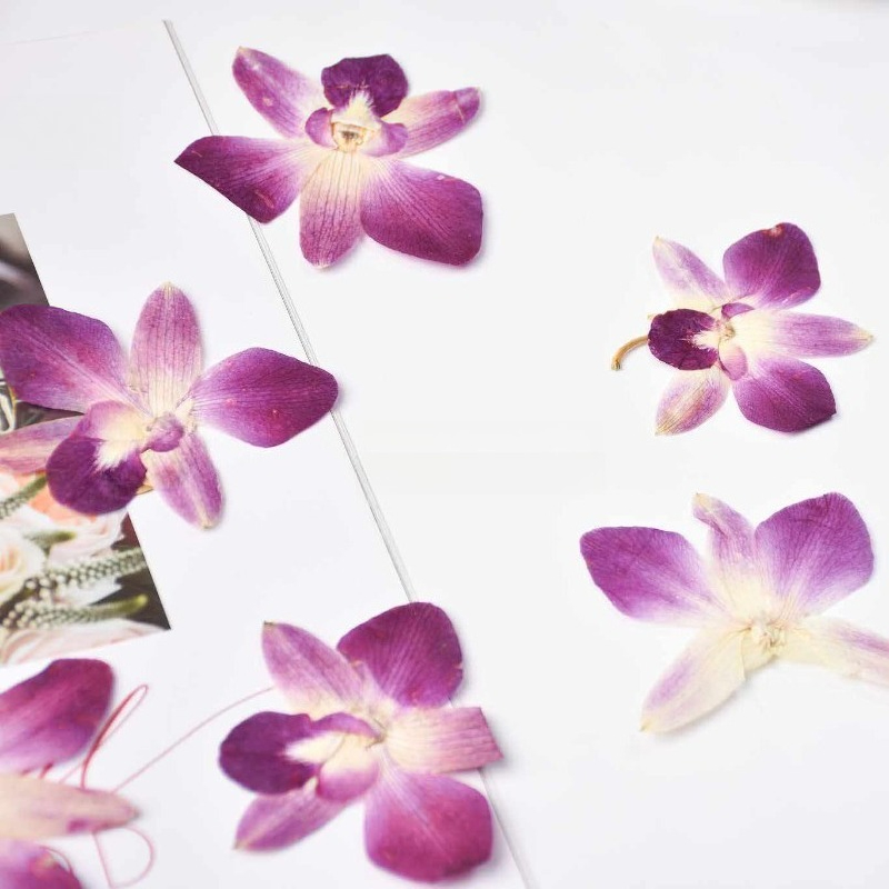 4 peças, Flores de Orquídea Bo - Pressed Flower Frame avaliação e preço