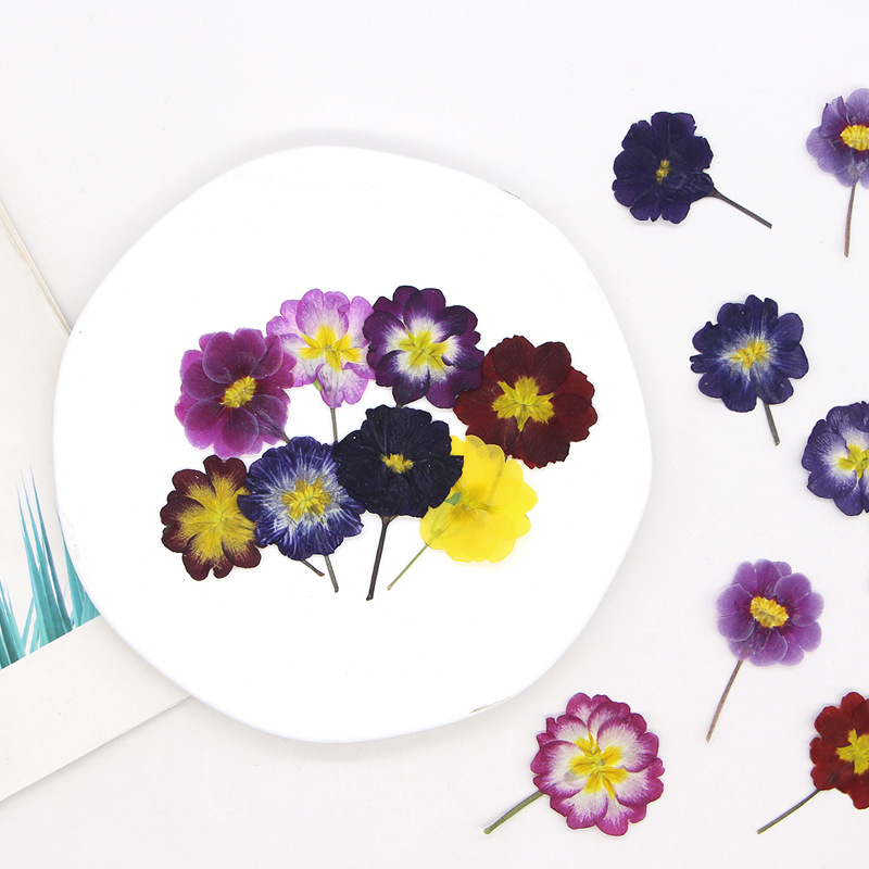 48 Peças de Flores Secas de Pr - Pressed Flower Frame avaliação e preço