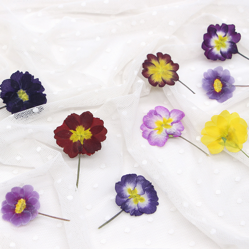 48 Peças de Flores Secas de Pr - Pressed Flower Frame avaliação e preço