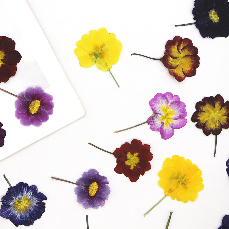 48 Peças de Flores Secas de Pr - Pressed Flower Frame avaliação e preço