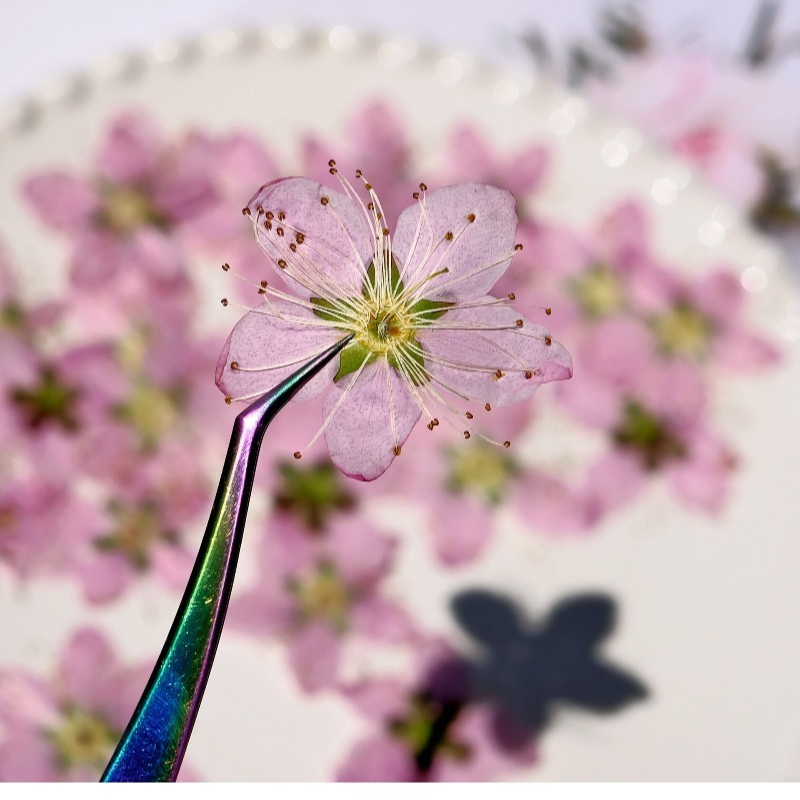 Flores Secas Prensadas de Flor - Pressed Flower Frame avaliação e preço
