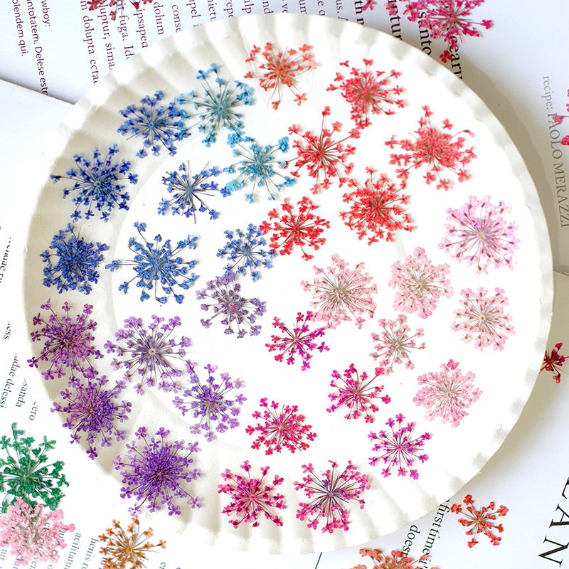 24 peças, 2-2,5cm, Pétalas de  - Pressed Flower Frame avaliação e preço