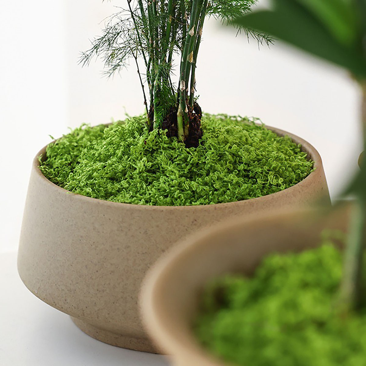 Cerca de 20g de Plantas Verdes - Home Decor Minimal avaliação e preço