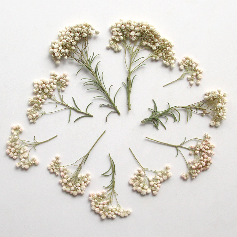 12 peças, Ramos de Flores de M - Pressed Flower Frame avaliação e preço