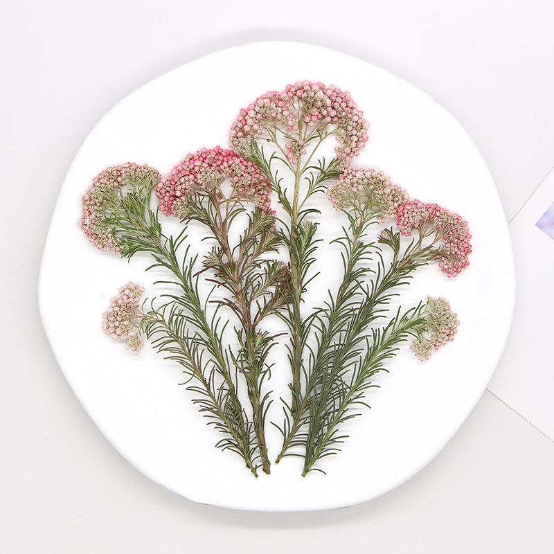 12 peças, Ramos de Flores de M - Pressed Flower Frame avaliação e preço