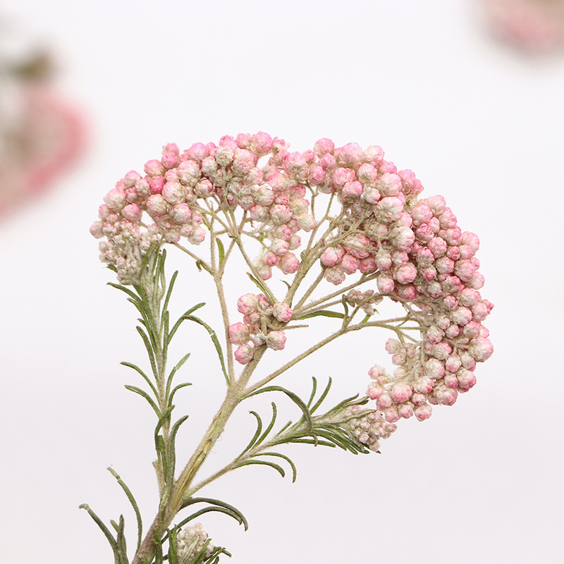 12 peças, Ramos de Flores de M - Pressed Flower Frame avaliação e preço