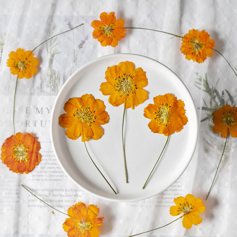 8-10cm/24 peças, Flor Pequena  - Pressed Flower Frame avaliação e preço