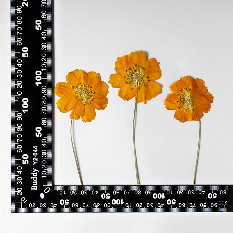 8-10cm/24 peças, Flor Pequena  - Pressed Flower Frame avaliação e preço