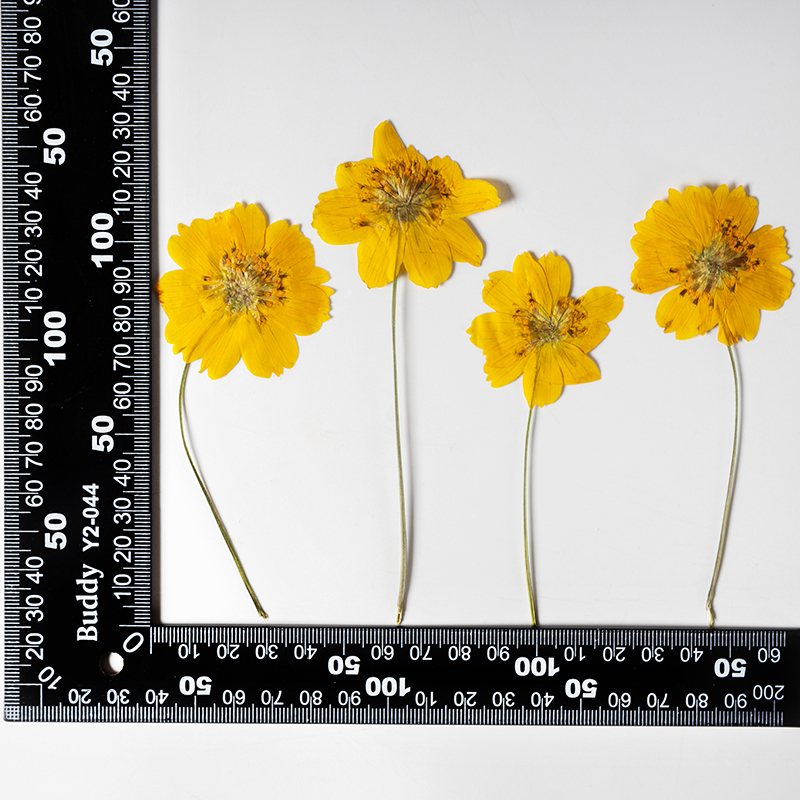 8-10cm/24 peças, Flor Pequena  - Pressed Flower Frame avaliação e preço