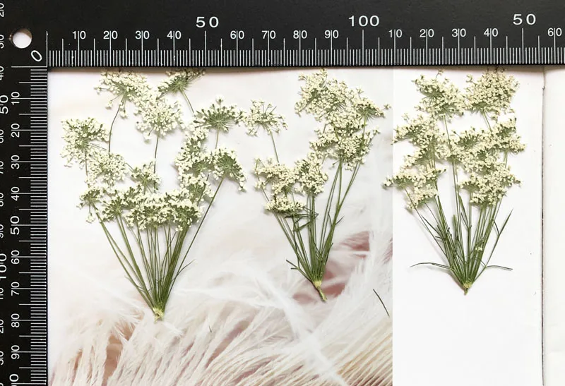 5-7cm/12 peças, flores minúscu - Pressed Flower Frame avaliação e preço