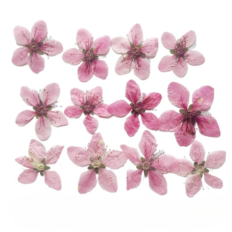 12 peças, Flor de Pêssego Natu - Pressed Flower Frame avaliação e preço