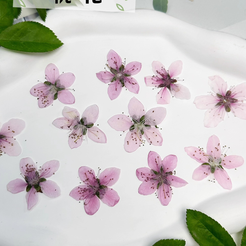 12 peças, Flor de Pêssego Natu - Pressed Flower Frame avaliação e preço