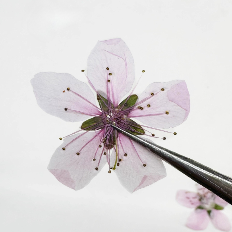 12 peças, Flor de Pêssego Natu - Pressed Flower Frame avaliação e preço