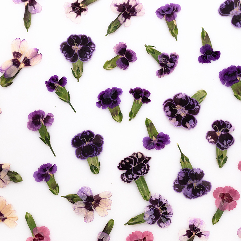 24 peças, Flores Secas Prensad - Pressed Flower Frame avaliação e preço