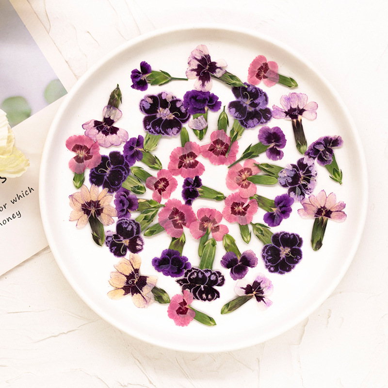 24 peças, Flores Secas Prensad - Pressed Flower Frame avaliação e preço