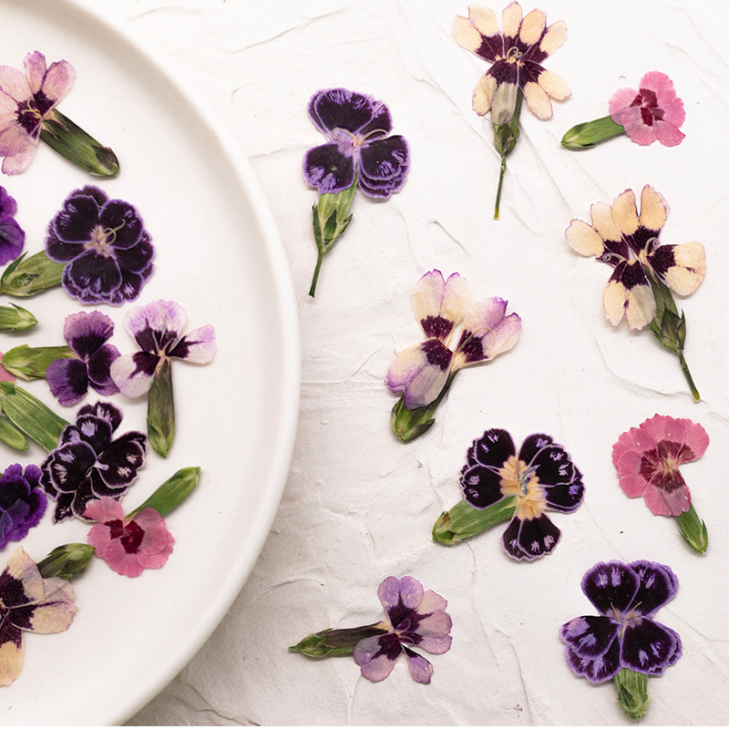 24 peças, Flores Secas Prensad - Pressed Flower Frame avaliação e preço