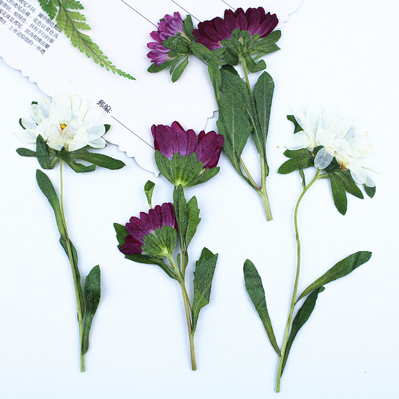 24 peças, Mini Crisântemos Sec - Pressed Flower Frame avaliação e preço