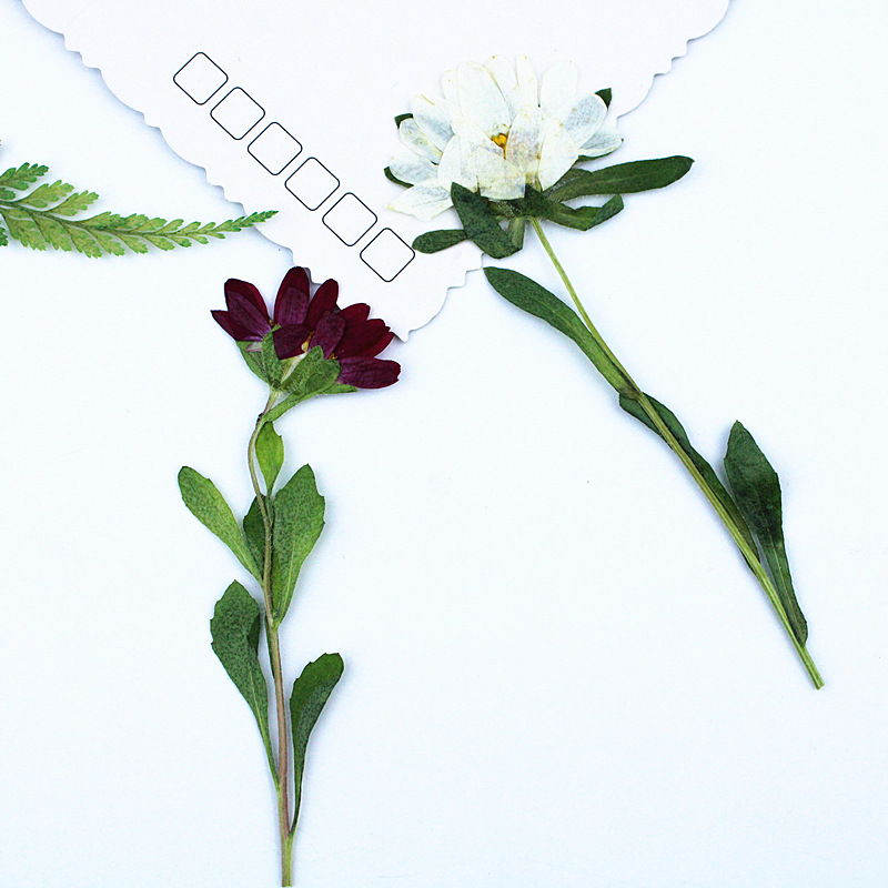 24 peças, Mini Crisântemos Sec - Pressed Flower Frame avaliação e preço