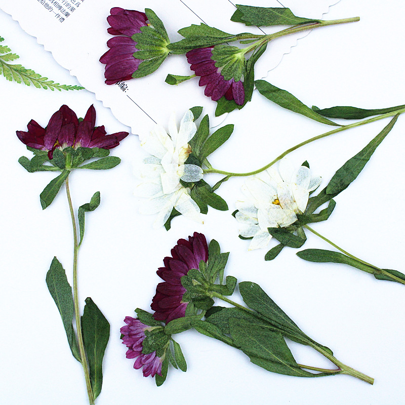 24 peças, Mini Crisântemos Sec - Pressed Flower Frame avaliação e preço